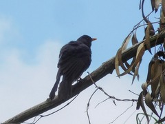 Turdus fuscater