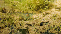 Neocaridina palmata