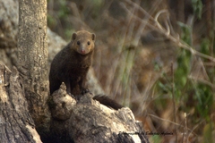 Crossarchus platycephalus