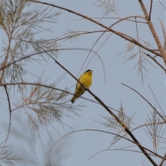 Spinus psaltria
