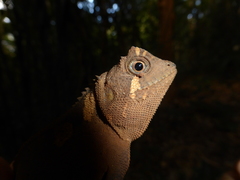 Acanthosaura coronata