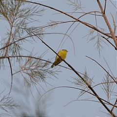 Spinus psaltria