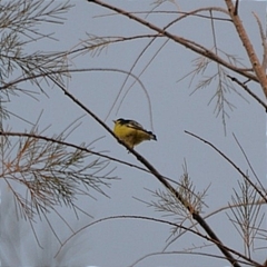 Spinus psaltria