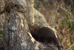 Crossarchus platycephalus