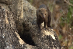 Crossarchus platycephalus