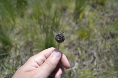 Allium sphaerocephalon