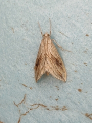 Evergestis forficalis