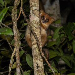 Microcebus lehilahytsara