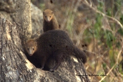 Crossarchus platycephalus