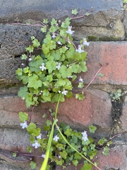 Cymbalaria muralis