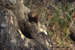 Crossarchus platycephalus