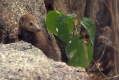 Crossarchus platycephalus