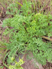 Lomatium dasycarpum