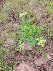 Lomatium dasycarpum
