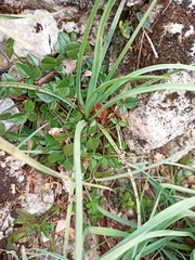 Bituminaria bituminosa