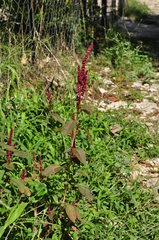 Amaranthus cruentus