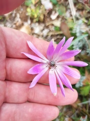 Anemone hortensis