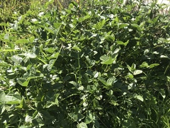 Bituminaria bituminosa