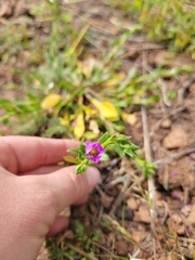 Calandrinia breweri