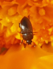 Brassicogethes aeneus