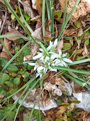 Ornithogalum fimbriatum