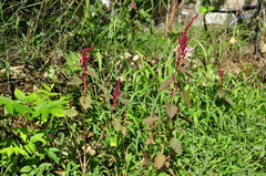 Amaranthus cruentus
