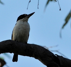 Todiramphus macleayii macleayii