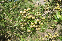 Pyrus spinosa