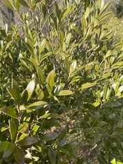 Morella cerifera