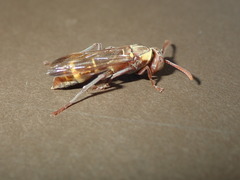 Polistes badius