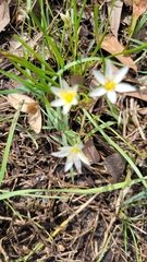 Nothoscordum bivalve