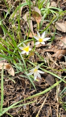 Nothoscordum bivalve