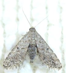 Araeopteron ecphaea