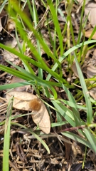 Nothoscordum bivalve