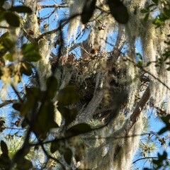 Haliaeetus leucocephalus leucocephalus