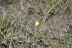 Ranunculus illyricus
