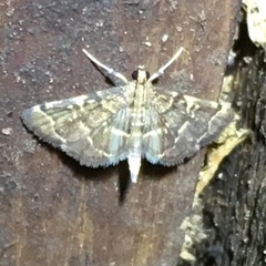 Anageshna primordialis