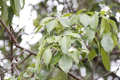 Searsia chirindensis