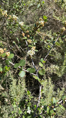 Ceanothus verrucosus