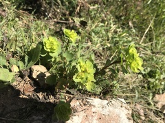 Euphorbia helioscopia