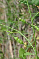 Raphanus raphanistrum landra