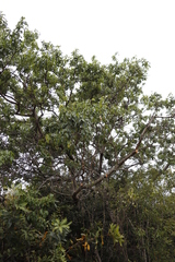 Searsia chirindensis