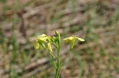 Raphanus raphanistrum landra