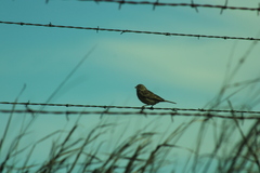 Ammodramus savannarum