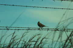 Ammodramus savannarum