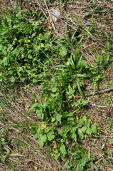 Raphanus raphanistrum landra