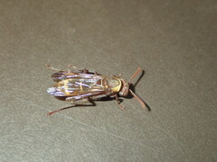 Polistes badius