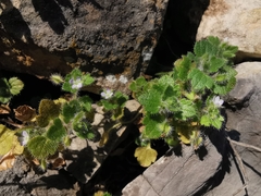 Veronica hederifolia-sublobata-triloba