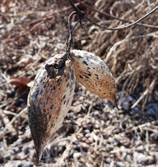 Asclepiadeae