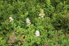 Typocerus acuticauda